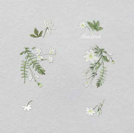 Z000326-w32.3h33	 Crystal Label | Pressed Glowing Moonflower